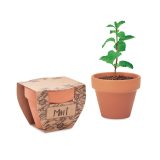 Vue 1 de MINT POT