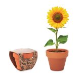 Vue 1 de SUNFLOWER